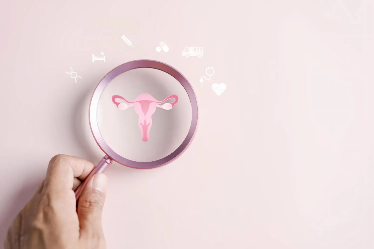 Lupa examinando una ilustración del aparato reproductor femenino